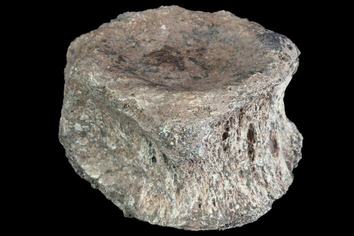 Huge, Fossil Phytosaur Vertebra - Arizona #89961